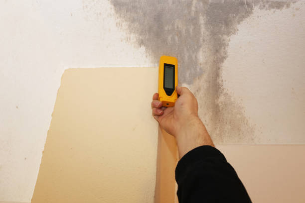 Best Comprehensive Air Testing for Mold Contaminants  in South San Jose Hills, CA