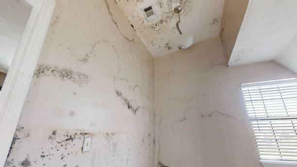 South San Jose Hills, CA Mold Removal Company