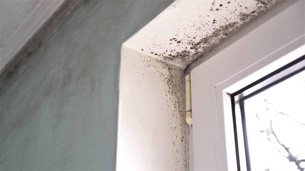 Best Water Damage & Mold Remediation  in South San Jose Hills, CA