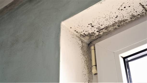 Mold Documentation for Insurance Claims in South San Jose Hills, CA