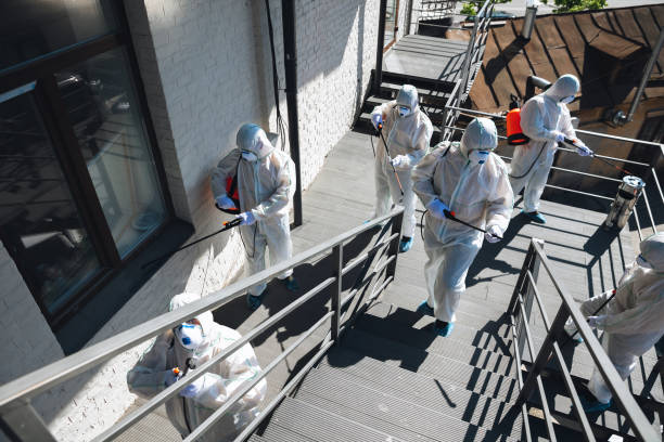 Best Basement Mold Removal  in South San Jose Hills, CA