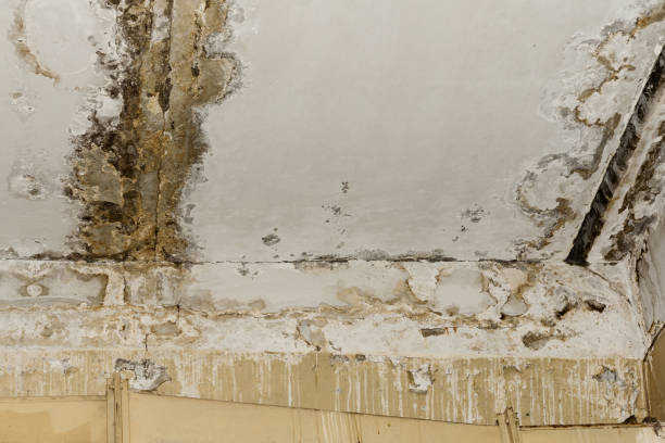 Best Airborne Mold Testing  in South San Jose Hills, CA
