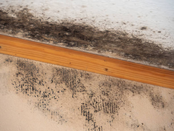 Mold Odor Removal Services in South San Jose Hills, CA