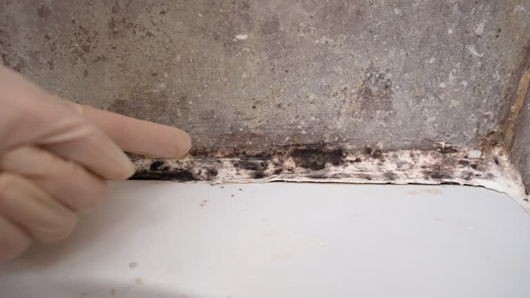 Best Black Mold Removal  in South San Jose Hills, CA
