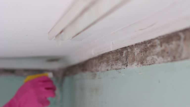 Best Industrial Mold Remediation  in South San Jose Hills, CA
